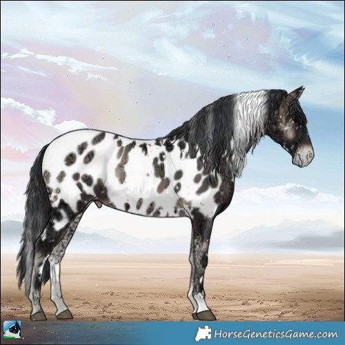 Horse Color:White Spotted Blue Onyx Ice Appaloosa Rabicano 