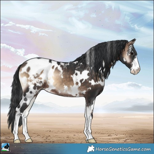 Horse Color:White Spotted Brown Onyx Sabino Blanket Rabicano 