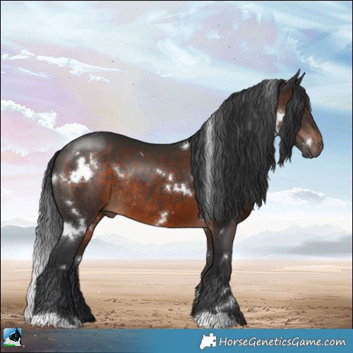 Horse Color:White Spotted Brown Rabicano 