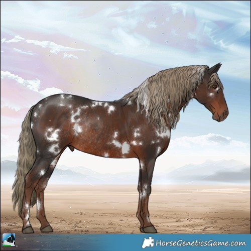 Horse Color:White Spotted Liver Chestnut Rabicano 