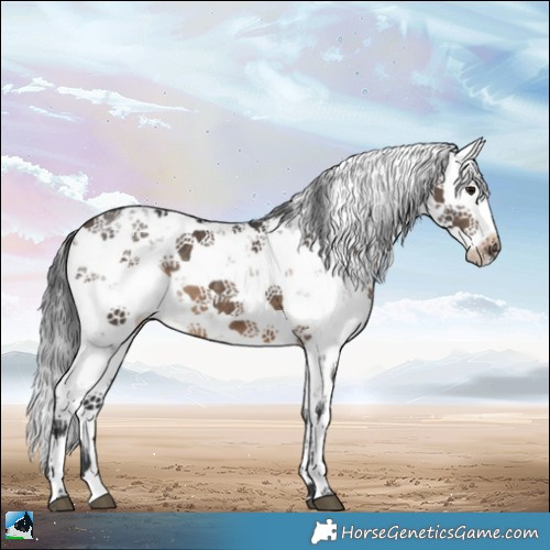 Horse Color:Brown Dun Sabino Rabicano 
