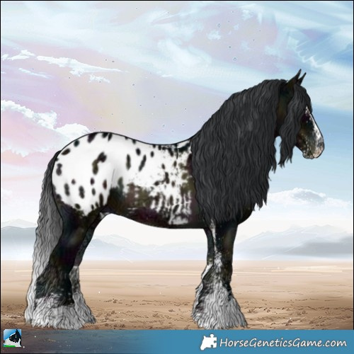 Horse Color:White Spotted Midnight Brown Ice Onyx Appaloosa Rabicano 