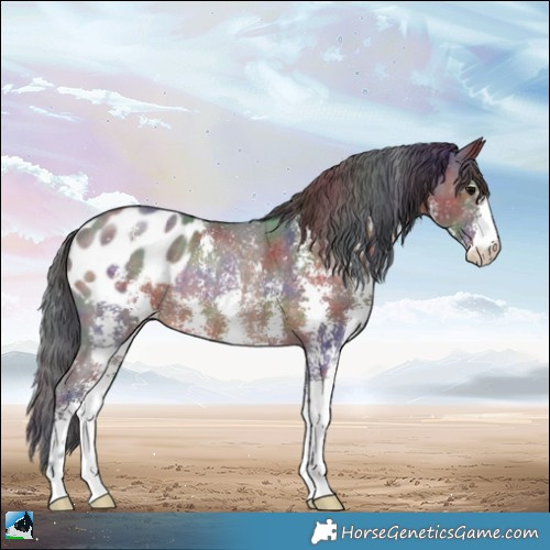 Horse Color:Nacre Brown Sabino Appaloosa Rabicano 