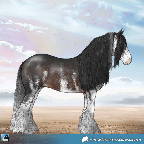 Horse Color:White Spotted Brown Rabicano 