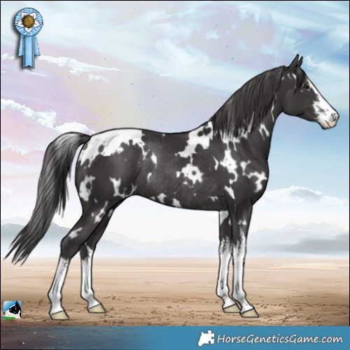 Horse Color:White Spotted Smoky Black Rabicano 
