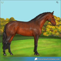 Horse Color:Bay 