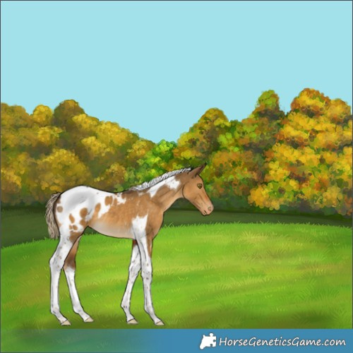 Horse Color:Chocolate Palomino Dun Tobiano Appaloosa 