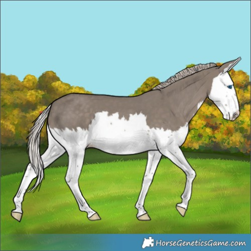 Horse Color:Silver Grullo Splash 