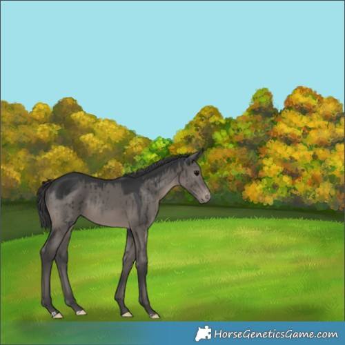Horse Color:Grullo Appaloosa Brindle 