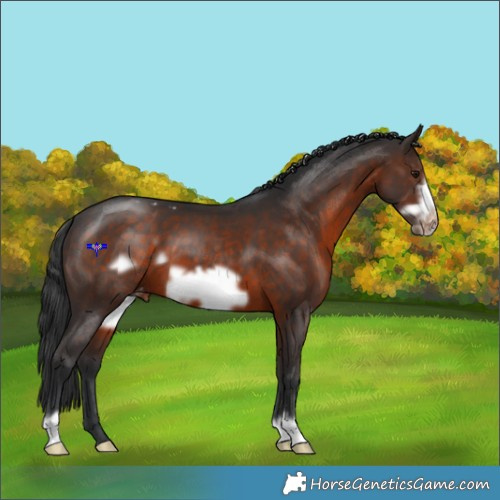 Horse Color:Brown Frame Appaloosa 