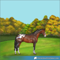 Horse Color:Bay Sabino Tobiano Blanket Rabicano 