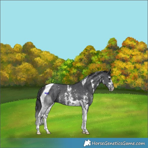 Horse Color:Black Sabino Tobiano Rabicano 