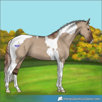 Horse Color:Liver Red Dun Tobiano 