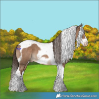 Horse Color:Liver Red Dun Splash Tobiano Frame Appaloosa 