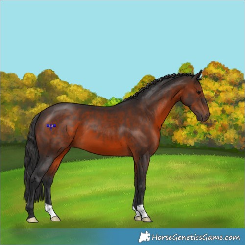 Horse Color:Brown 