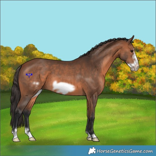 Horse Color:Bay Frame 