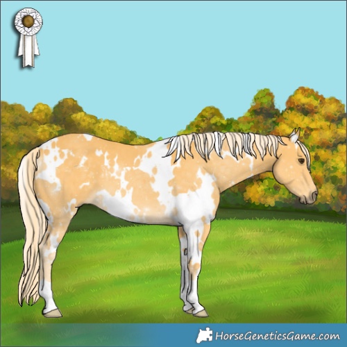 Horse Color:White Spotted Palomino 