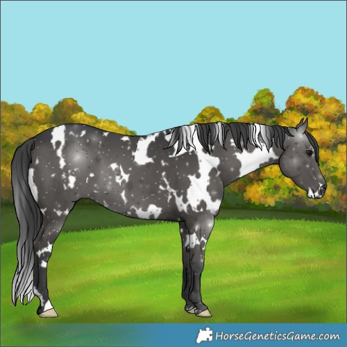 Horse Color:White Spotted Black 