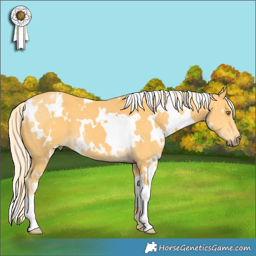 Horse Color:White Spotted Palomino 