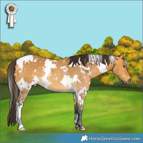 Horse Color:White Spotted Buckskin 
