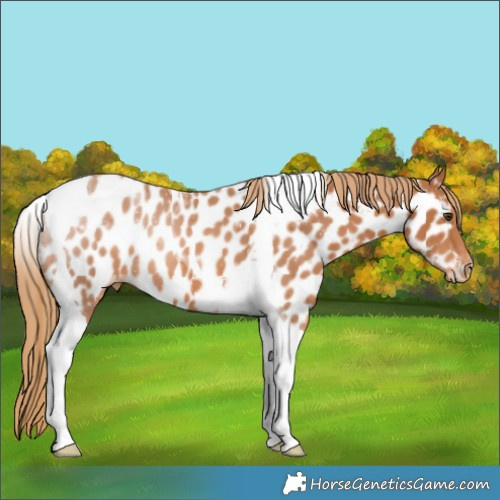 Horse Color:Chestnut Tobiano Appaloosa 