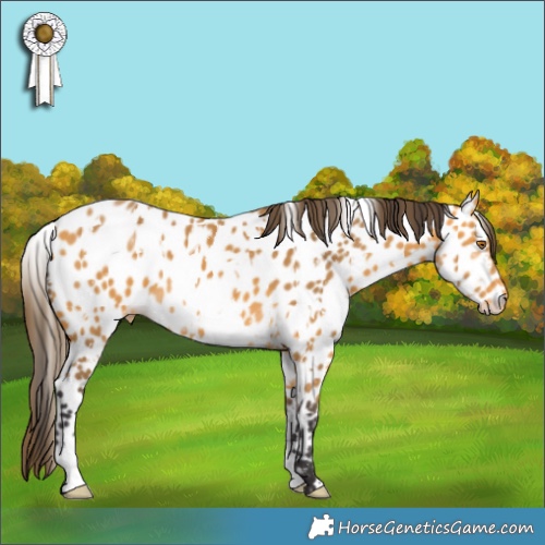 Horse Color:White Spotted Buckskin Appaloosa 