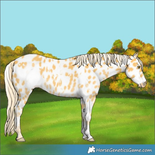 Horse Color:White Spotted Palomino Appaloosa 