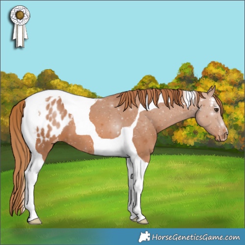 Horse Color:Chestnut Tobiano Appaloosa 
