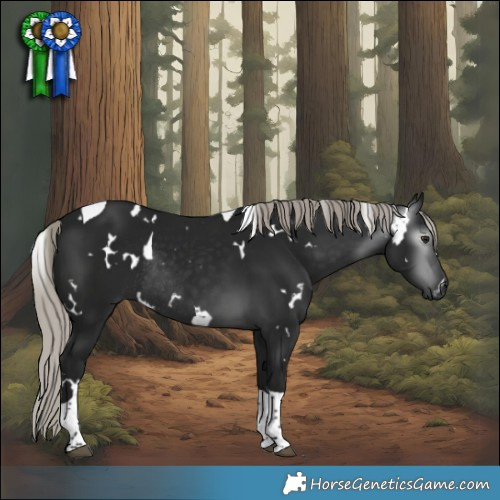 Horse Color:Gray White Spotted Silver Brown Tobiano Rabicano 
