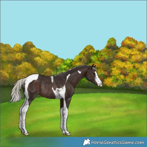 Horse Color:White Spotted Silver Brown Tobiano Rabicano 