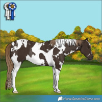 Horse Color:White Spotted Liver Chestnut Tobiano Rabicano 