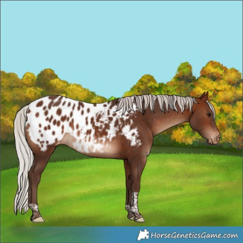 Horse Color:Silver Bay Tobiano Appaloosa Rabicano 