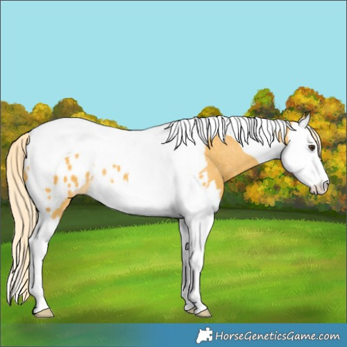Horse Color:Palomino Splash Tobiano Appaloosa 