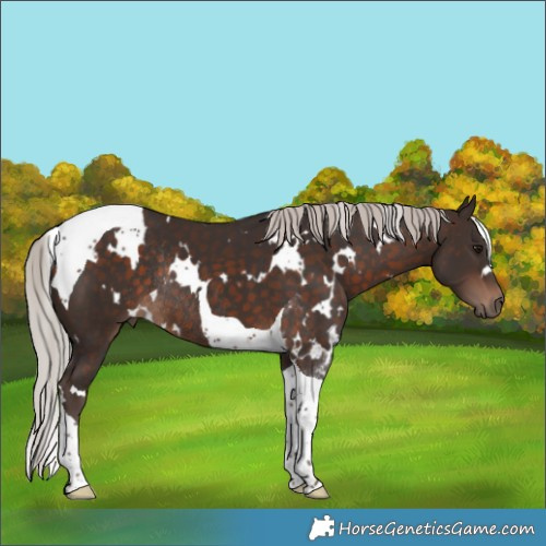 Horse Color:White Spotted Silver Brown Tobiano Rabicano 