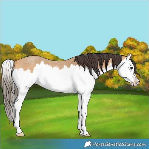 Horse Color:Buckskin Roan Splash 