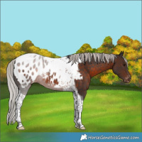 Horse Color:Silver Brown Tobiano Appaloosa Rabicano 