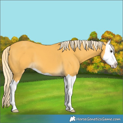 Horse Color:Palomino Splash 
