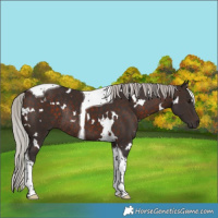 Horse Color:White Spotted Silver Brown Tobiano Rabicano 