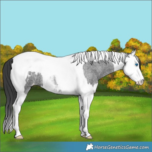 Horse Color:Blue Roan Splash Tobiano Appaloosa 