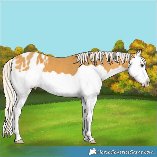 Horse Color:Silver Buckskin Splash Appaloosa 