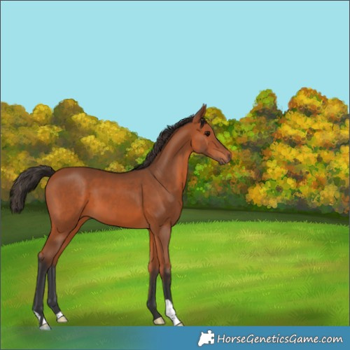 Horse Color:Bay 