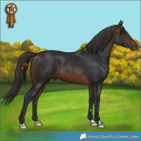 Horse Color:Brown 