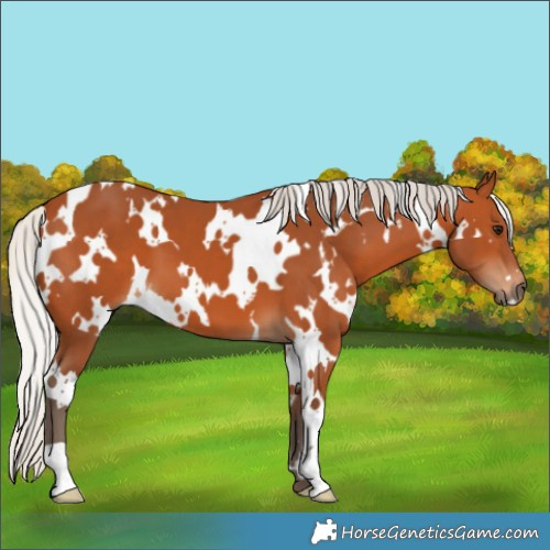 Horse Color:White Spotted Silver Bay 