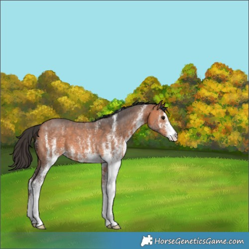 Horse Color:White Spotted Bay 