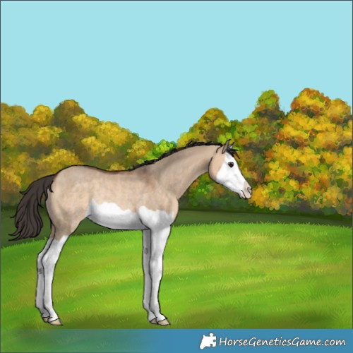 Horse Color:Bay Dun Splash Rabicano 