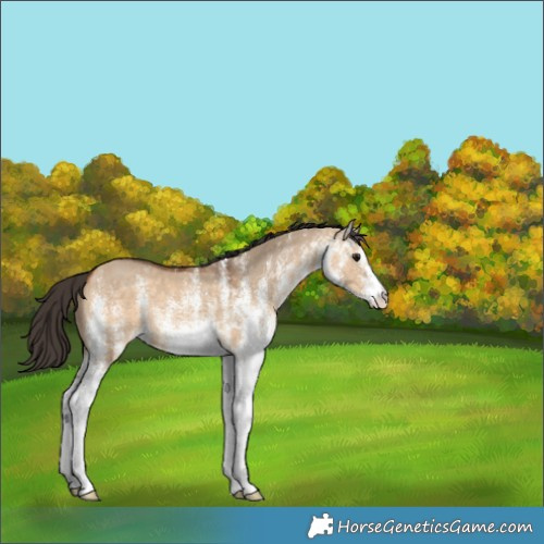 Horse Color:White Spotted Bay Dun 
