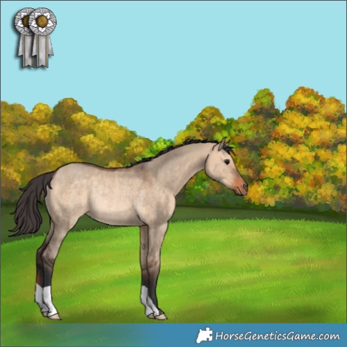 Horse Color:Bay Dun Rabicano 