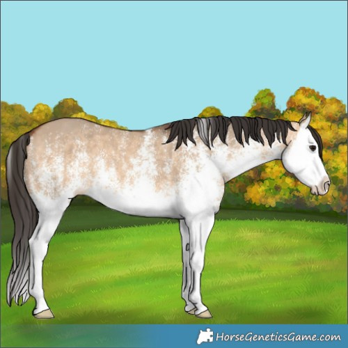 Horse Color:White Spotted Bay Dun Splash 