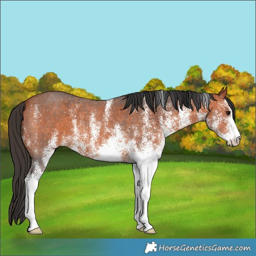 Horse Color:White Spotted Bay 