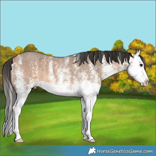 Horse Color:White Spotted Bay Dun Splash 